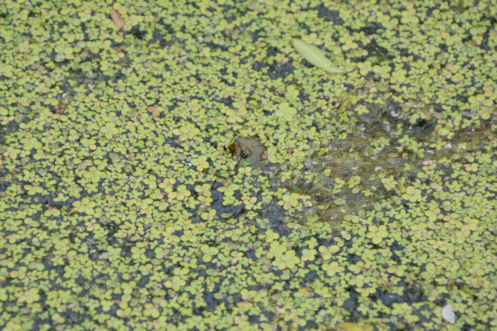 American Water Frogs from Northwest Raleigh, Raleigh, NC, USA on May 08 ...