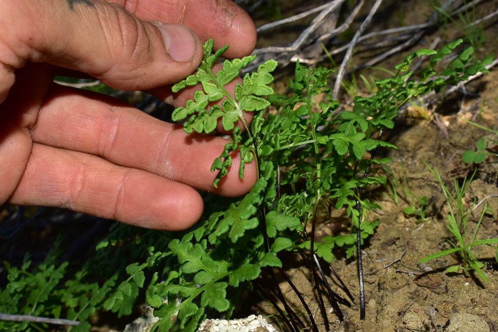 Baja brandegeei