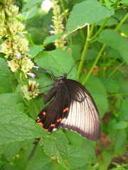 Papilio dehaanii