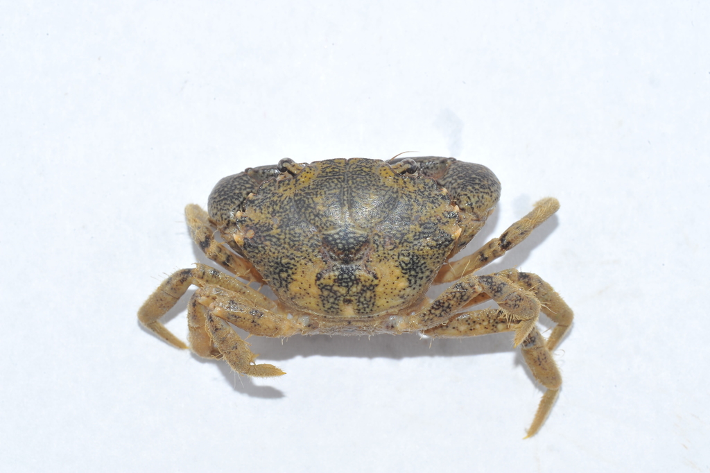 Mud Crabs