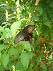 Papilio dehaanii