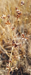 Cladium mariscoides