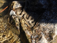 Thamnophis unilabialis