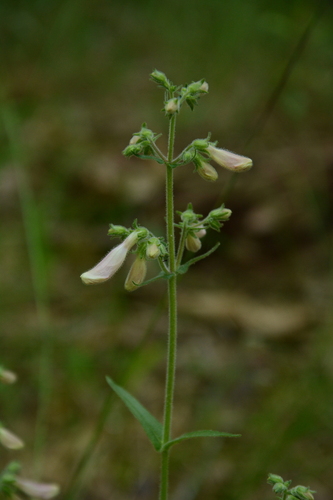 Image of Penstemon canescens by (c) Siddarth Machado, some rights reserved (CC BY)