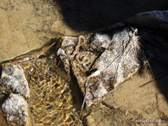 Thamnophis unilabialis