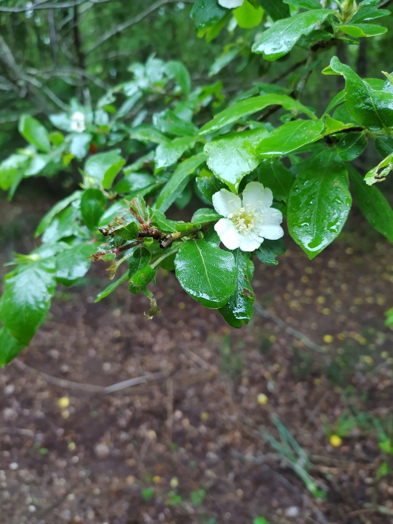 Medlar