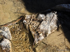 Thamnophis unilabialis