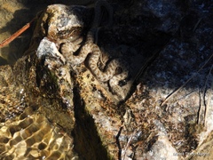 Thamnophis unilabialis