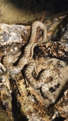 Thamnophis unilabialis