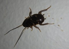 Periplaneta fuliginosa
