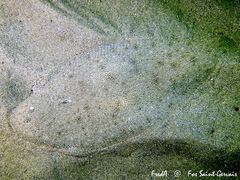 Blackhand Sole photo 5