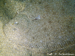 Blackhand Sole photo 3