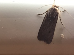 Tathorhynchus exsiccata
