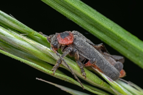 Raudonkojis Minkštavabalis nuotrauka