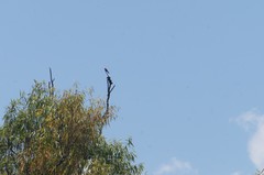 Pyrocephalus rubinus