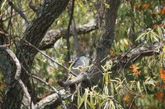 Nycticorax nycticorax