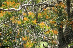 Psittacanthus schiedeanus