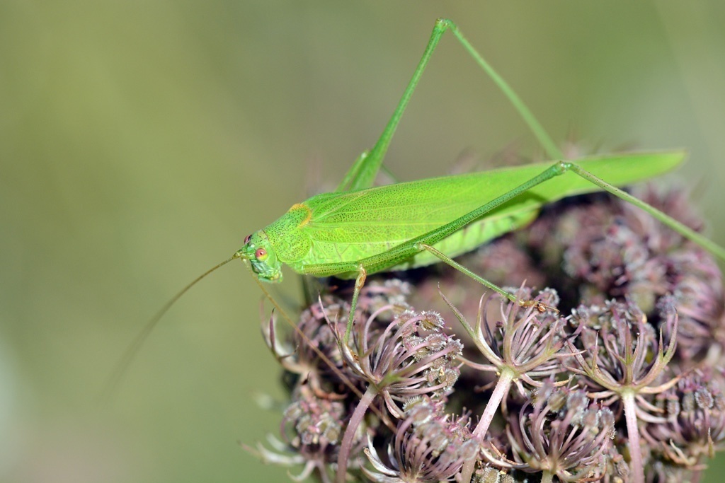 Sickle-bearing Bush-cricket