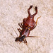 Ancistrogaster spinax - Photo (c) Lauren Zárate,  זכויות יוצרים חלקיות (CC BY-NC), הועלה על ידי Lauren Zárate
