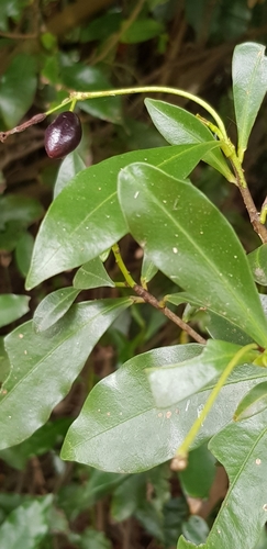 Image of Peddiea africana by (c) Margaret Burger, some rights reserved (CC BY-SA)