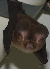 Hipposideros pomona