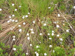 Eriophorum vaginatum