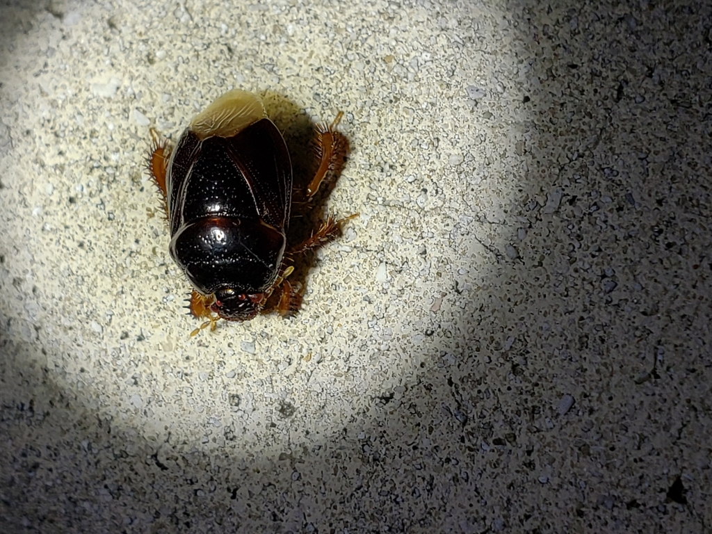 Cyrtomenus ciliatus