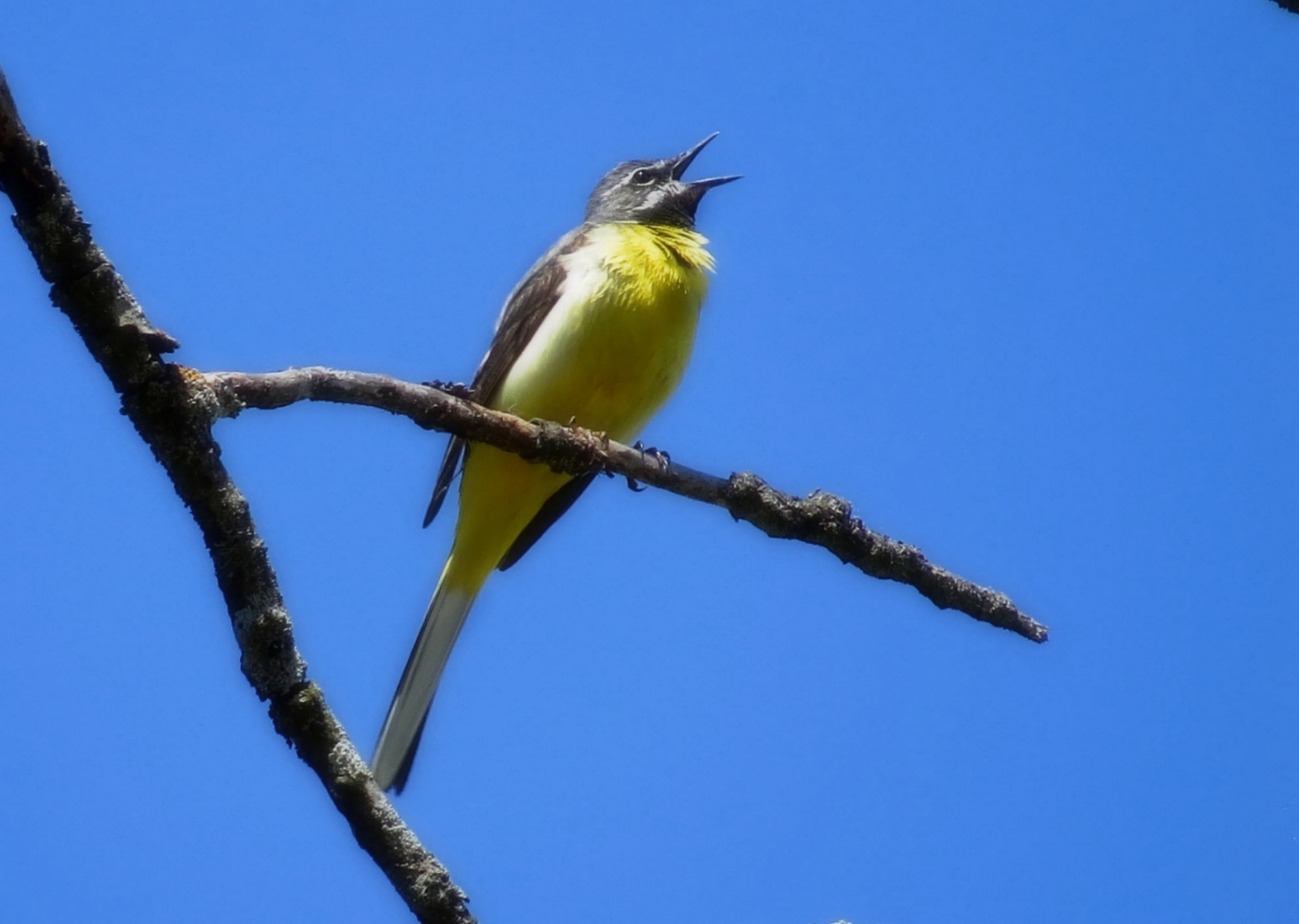 iNaturalist.org. Н. Васильева, Чебоксары Чувашия, июнь 2014