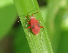 Coccobaphes frontifer