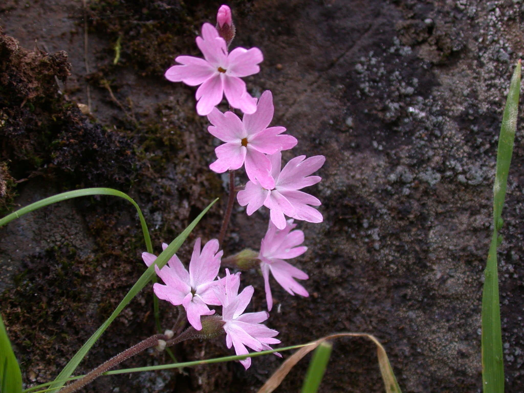 Lithophragma trifoliatum