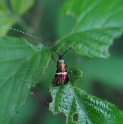Adela australis