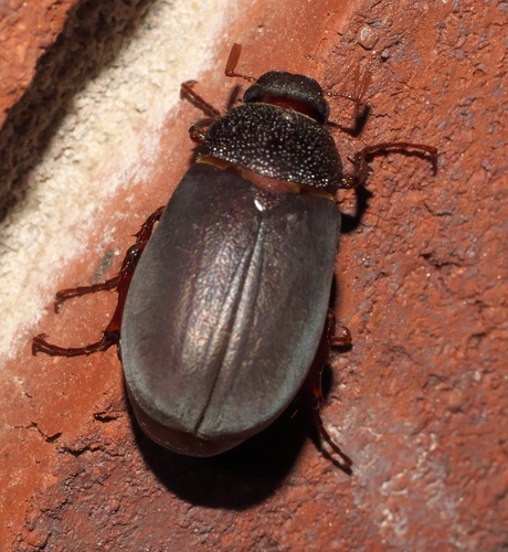 Phyllophaga prunina