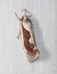 Lichenaula undulatella