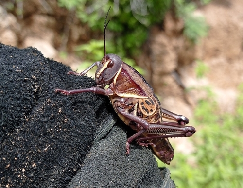 Plains lubber grasshopper