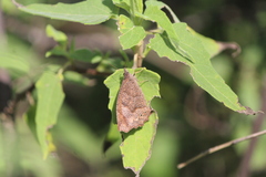 Pindis squamistriga
