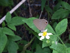 Jamides bochus formosanus