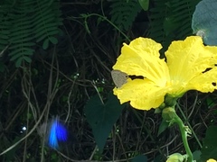 Jamides bochus formosanus