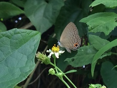 Jamides bochus formosanus