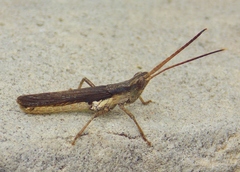 Acantherus piperatus