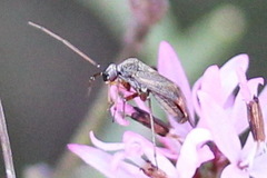 Polymerus basalis