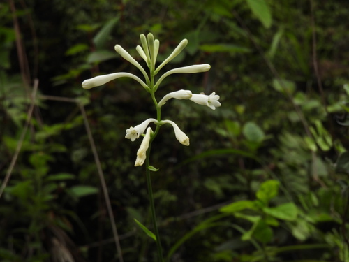 Image of Polianthes Aarodriguezii (Polianthes aarodriguezii) by no rights reserved