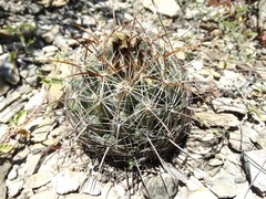 Coryphantha radians