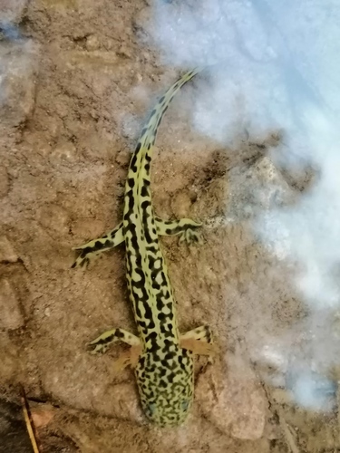 Rosy Salamander, Ambystoma rosaceum