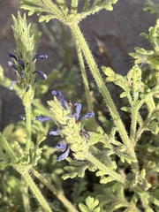 Lavandula mairei image