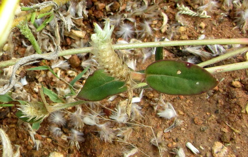 Gomphrena image