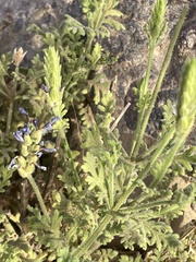 Lavandula mairei image