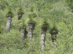 Yucca queretaroensis