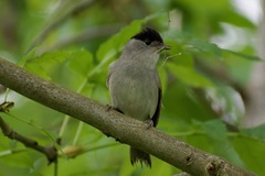 Eurasian Blackcap photo 3