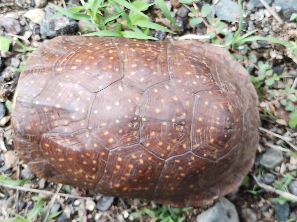 Southern Spotted Box Turtle in July 2021 by Sinaloa Silvestre · iNaturalist