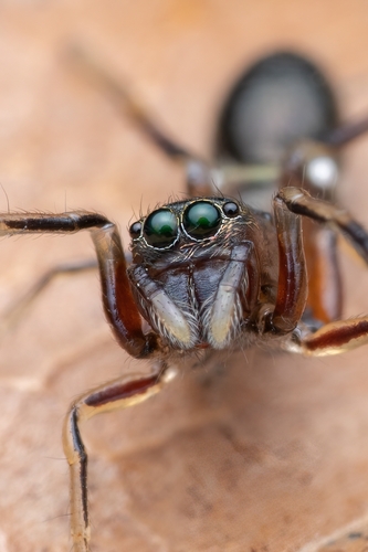 Leptorchestes berolinensis